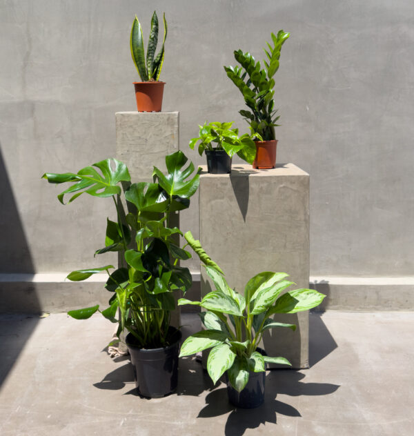 Modern Green Collection – 5 Easy-Care Indoor Plants