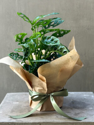 Monstera Adansonii