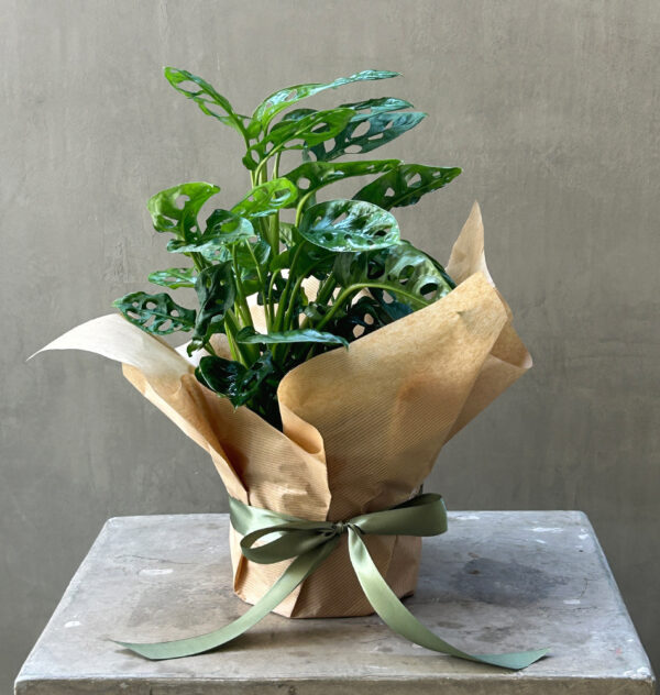 Monstera Adansonii