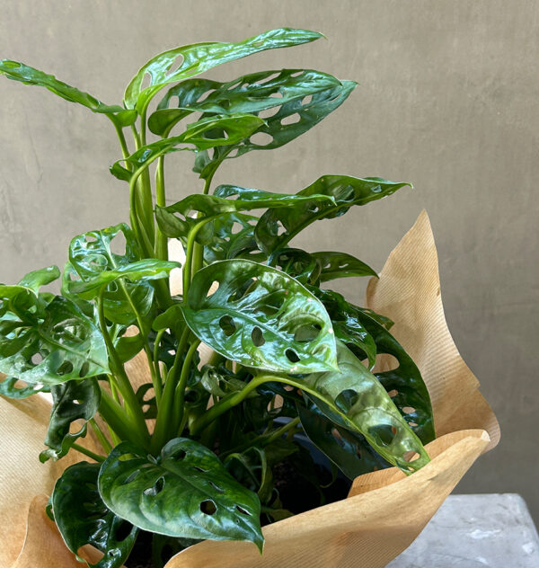 Monstera Adansonii