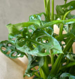 Monstera Adansonii