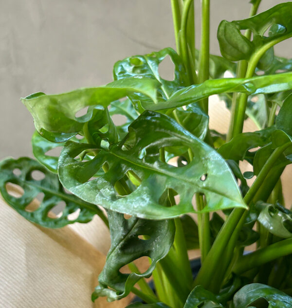 Monstera Adansonii